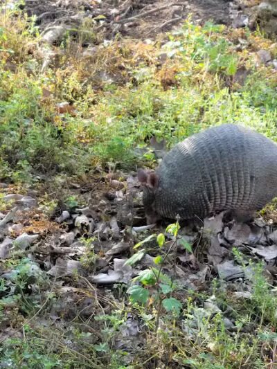 Woodlands Conservancy’s Woodlands Trail - Belle Chasse, LA