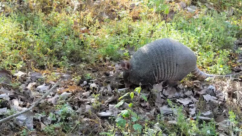 Woodlands Conservancy’s Woodlands Trail - Belle Chasse, LA