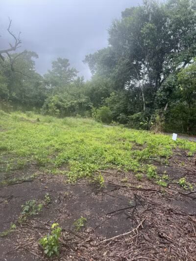 Woodlands Conservancy’s Woodlands Trail - Belle Chasse, LA