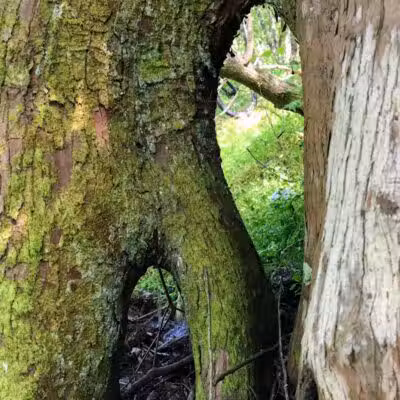 Woodlands Conservancy’s Woodlands Trail - Belle Chasse, LA