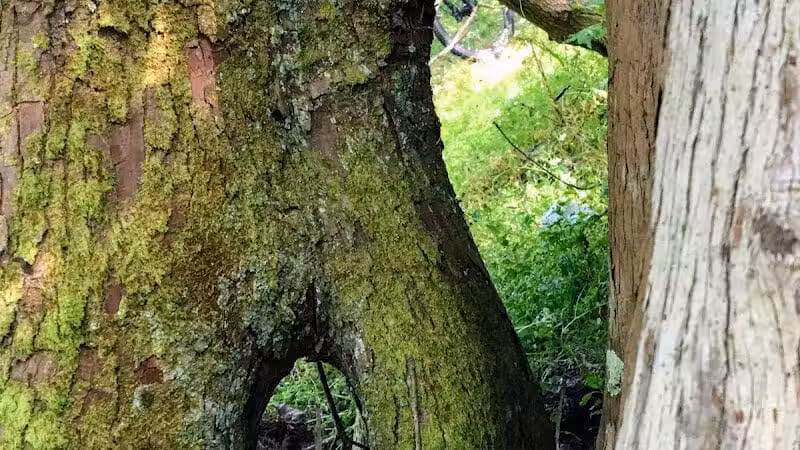 Woodlands Conservancy’s Woodlands Trail - Belle Chasse, LA