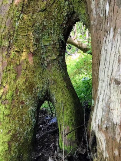 Woodlands Conservancy’s Woodlands Trail - Belle Chasse, LA