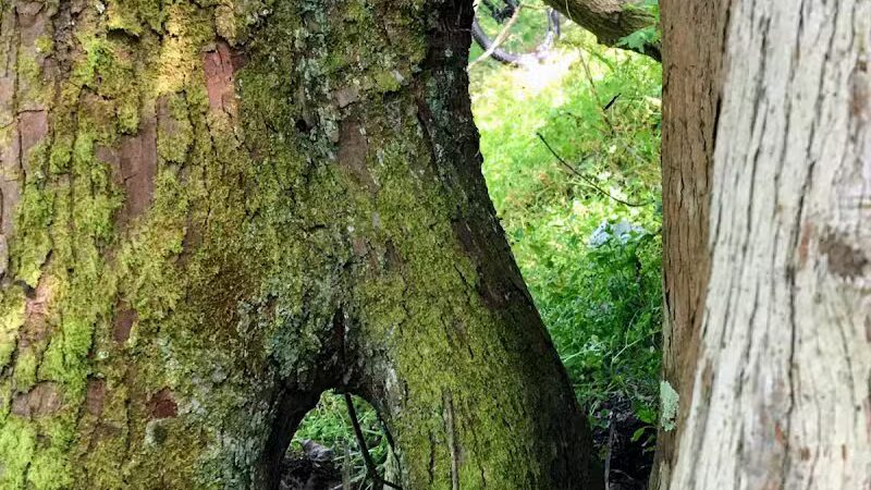 Woodlands Conservancy’s Woodlands Trail - Belle Chasse, LA