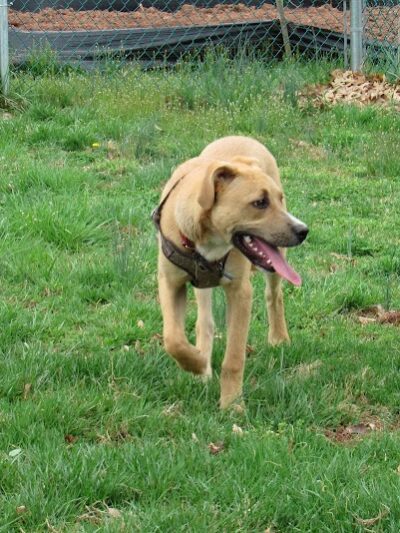 Montgomery Dog Park - Belle Mead, NJ