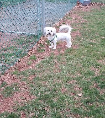 Montgomery Dog Park - Belle Mead, NJ