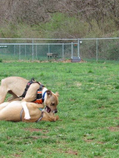 Montgomery Dog Park - Belle Mead, NJ