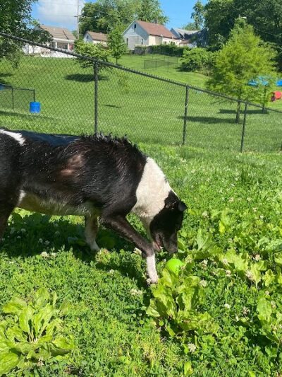 Rotary Dog Park (Member Only) - Belleville, IL