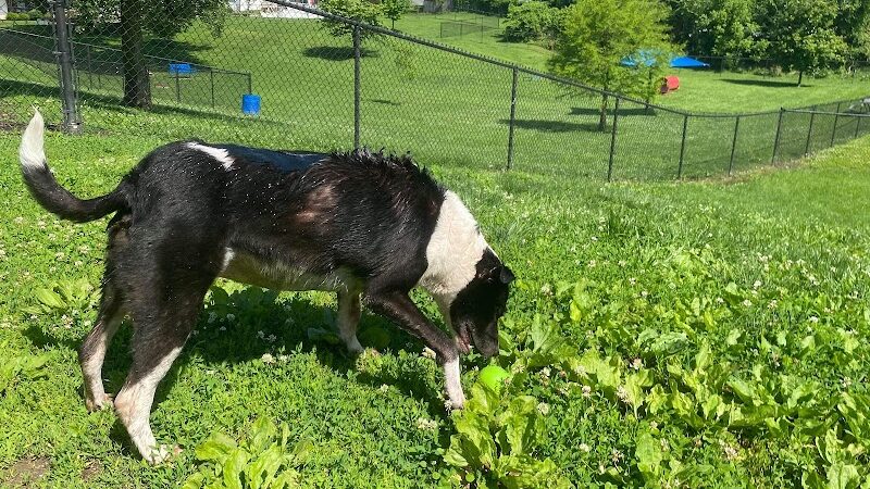 Rotary Dog Park (Member Only) - Belleville, IL