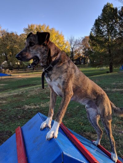 Rotary Dog Park (Member Only) - Belleville, IL