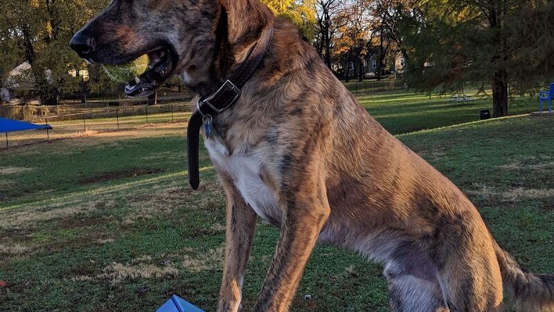 Rotary Dog Park (Member Only) - Belleville, IL
