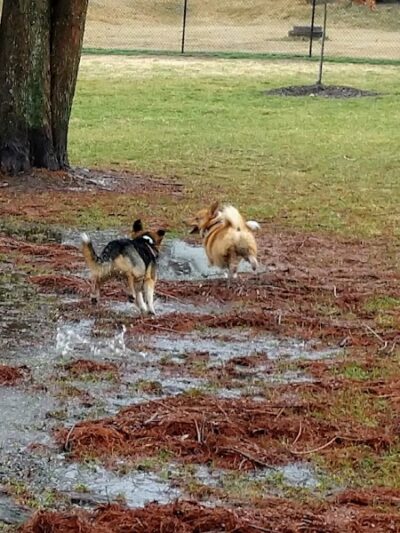 Rotary Dog Park (Member Only) - Belleville, IL