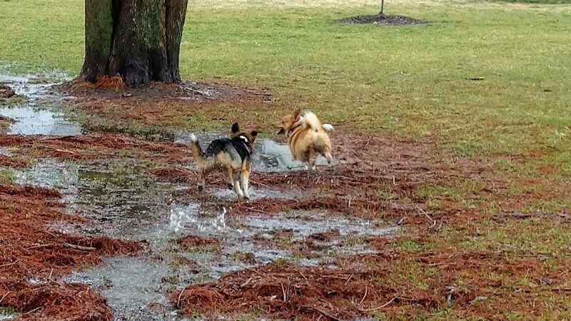 Rotary Dog Park (Member Only) - Belleville, IL