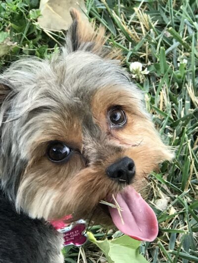 Rotary Dog Park (Member Only) - Belleville, IL