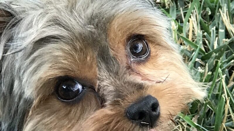 Rotary Dog Park (Member Only) - Belleville, IL