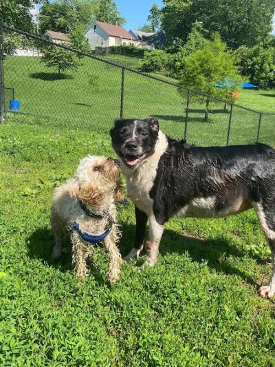 Rotary Dog Park (Member Only) - Belleville, IL