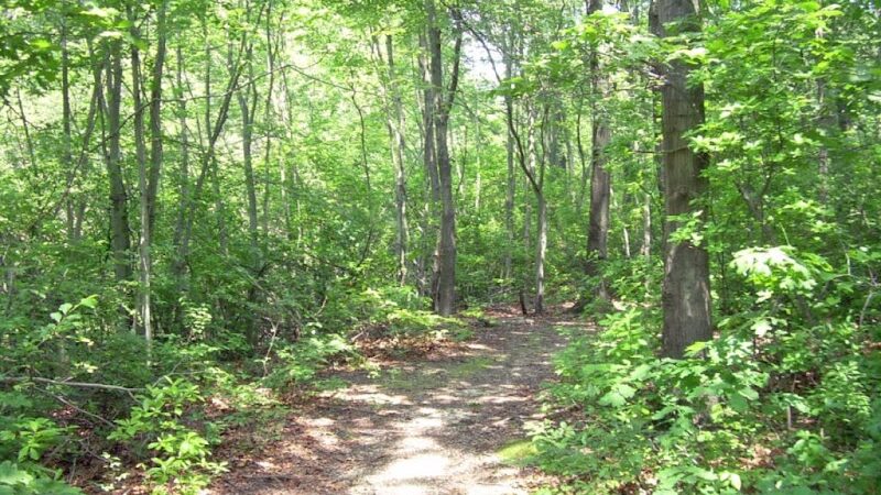 Meroke Preserve - Bellmore, NY