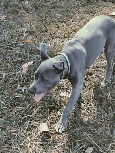 City Of Beloit Dog Park - Beloit, WI