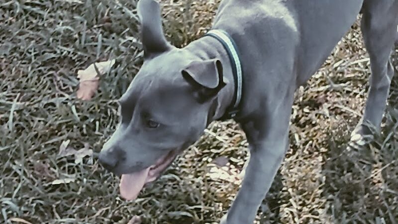 City Of Beloit Dog Park - Beloit, WI