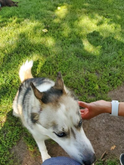 City Of Beloit Dog Park - Beloit, WI