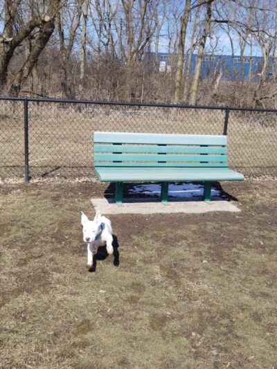 City Of Beloit Dog Park - Beloit, WI