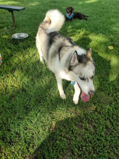 City Of Beloit Dog Park - Beloit, WI