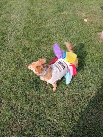 Town of Ellery Park - Bemus Point, NY