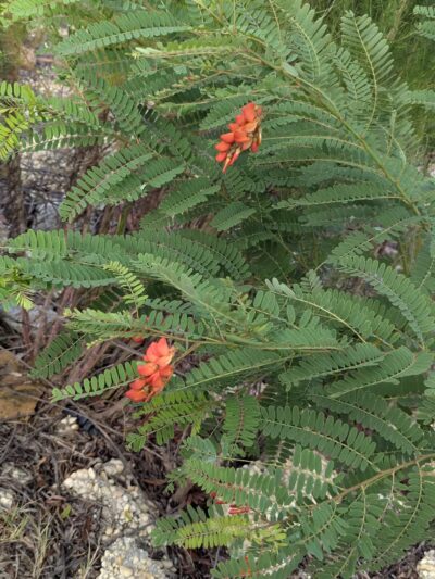 Lake Wallace Walking Trail - Bennettsville, SC