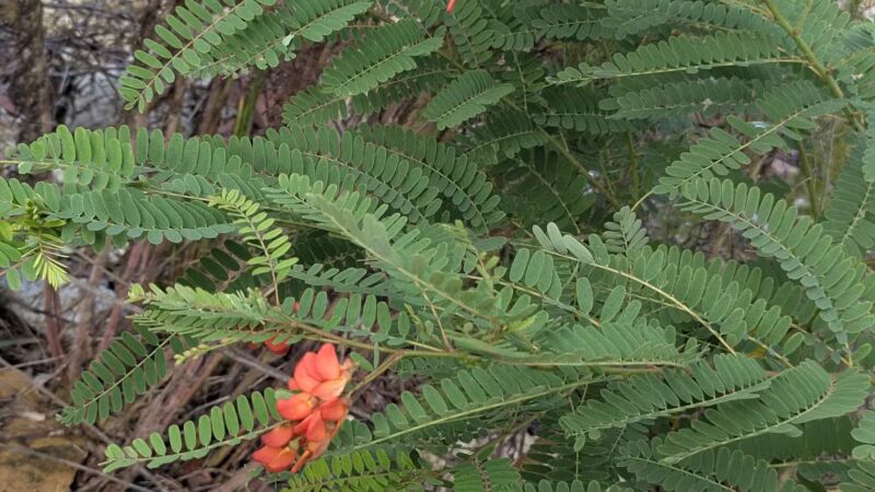Lake Wallace Walking Trail - Bennettsville, SC