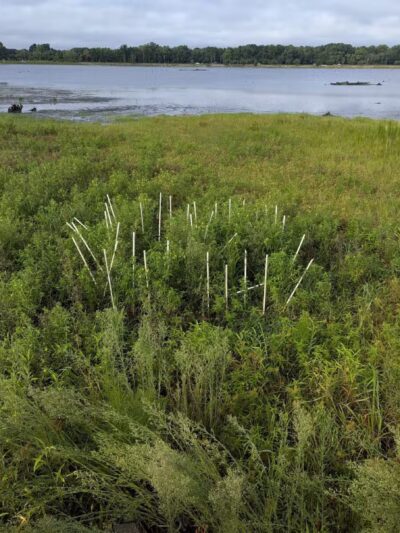 Lake Wallace Walking Trail - Bennettsville, SC