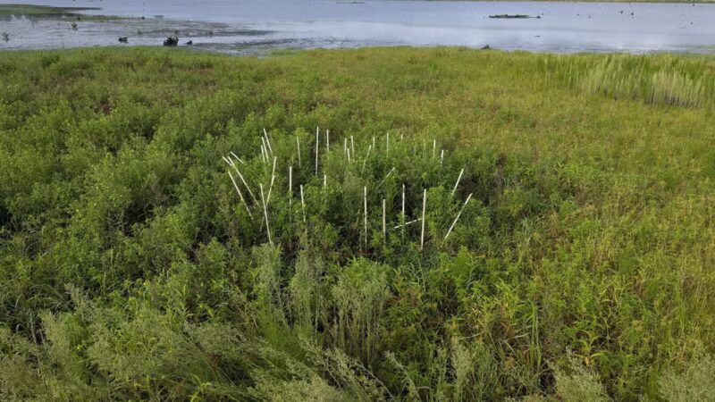 Lake Wallace Walking Trail - Bennettsville, SC