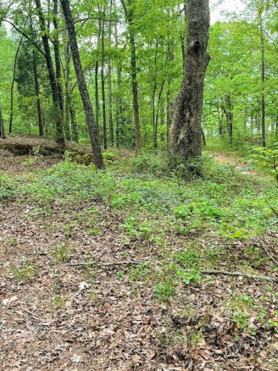 Lake Wallace Walking Trail - Bennettsville, SC