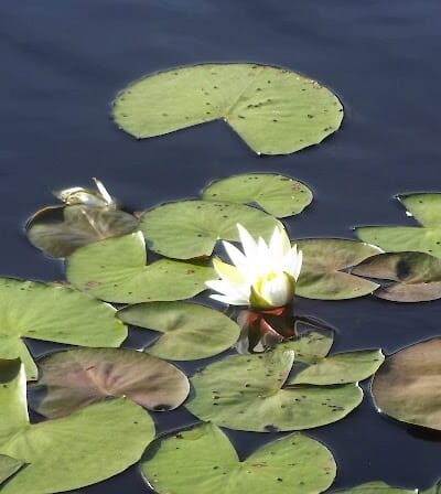 Lake Wallace Walking Trail - Bennettsville, SC