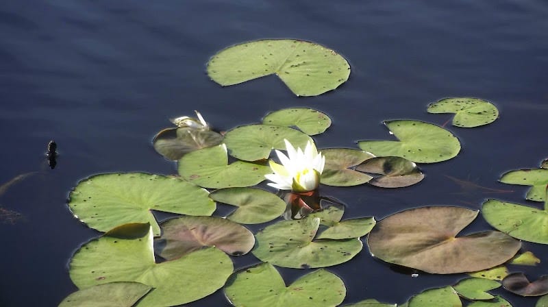 Lake Wallace Walking Trail - Bennettsville, SC