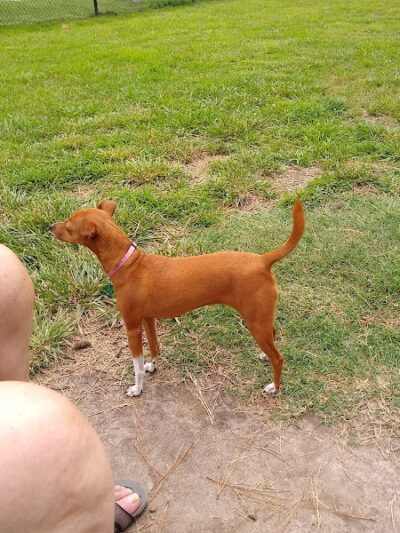 Benson Dog Park - Benson, NC