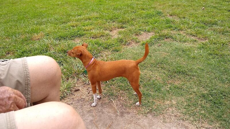 Benson Dog Park - Benson, NC