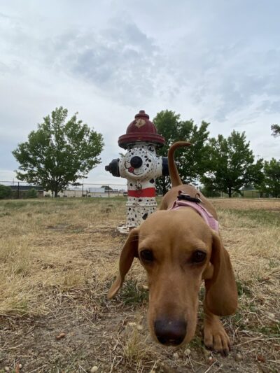 Benson Dog Park - Benson, NC