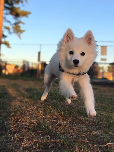 Benson Dog Park - Benson, NC