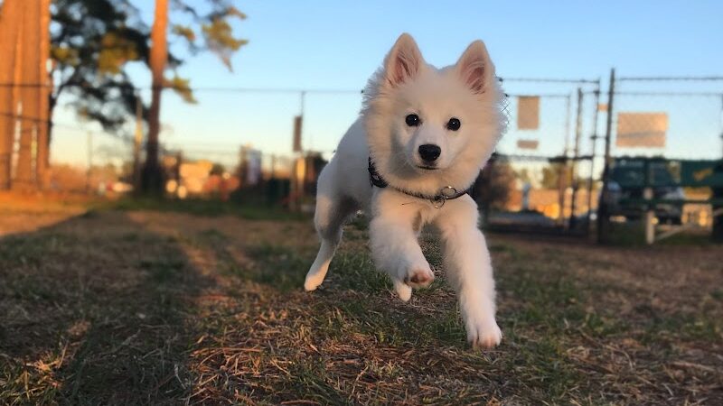 Benson Dog Park - Benson, NC