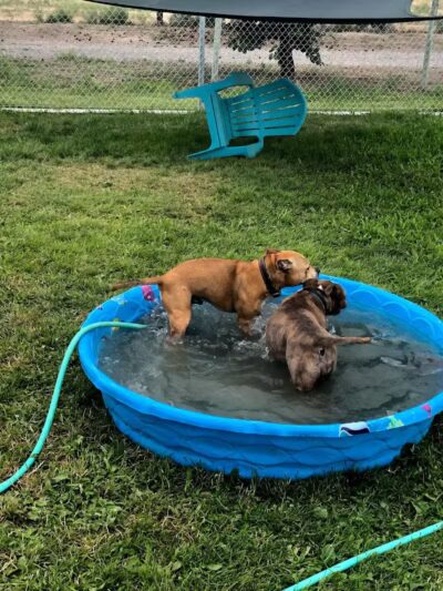 Badger Canyon Dogs - Benton City, WA