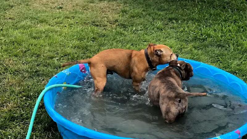 Badger Canyon Dogs - Benton City, WA