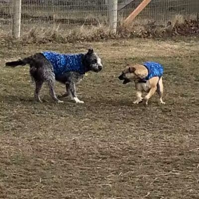 Badger Canyon Dogs - Benton City, WA