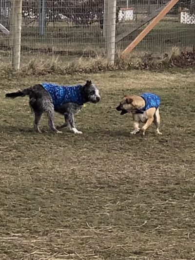 Badger Canyon Dogs - Benton City, WA