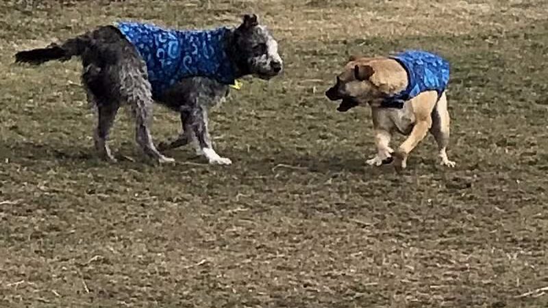 Badger Canyon Dogs - Benton City, WA