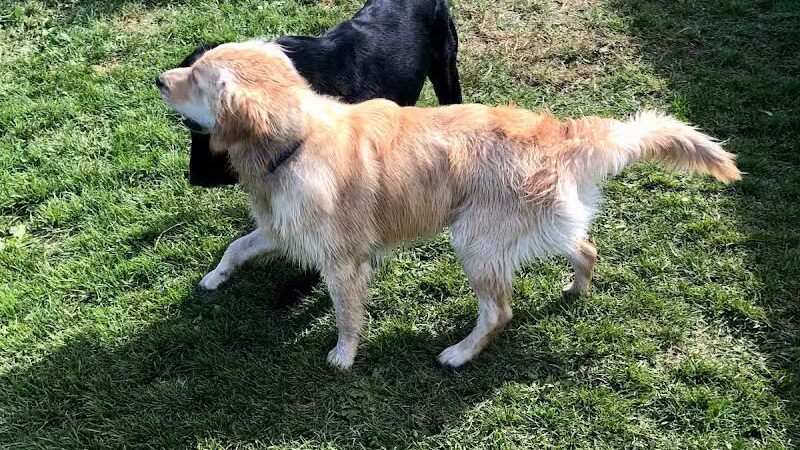 Badger Canyon Dogs - Benton City, WA