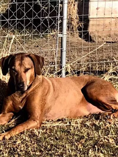 Badger Canyon Dogs - Benton City, WA