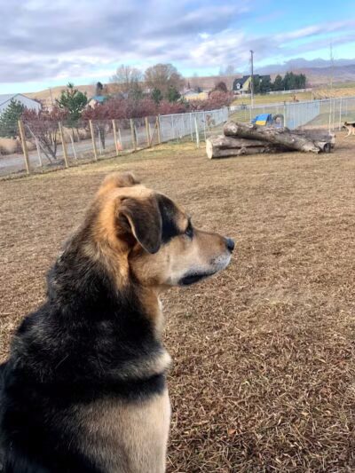 Badger Canyon Dogs - Benton City, WA