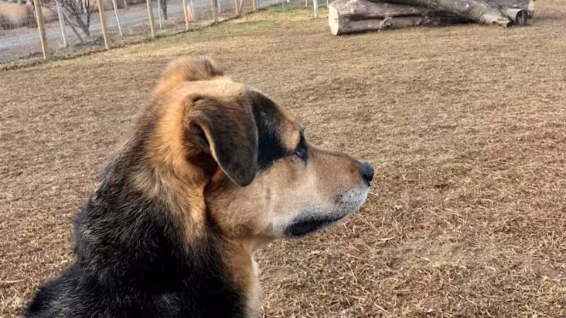 Badger Canyon Dogs - Benton City, WA