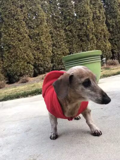 Badger Canyon Dogs - Benton City, WA