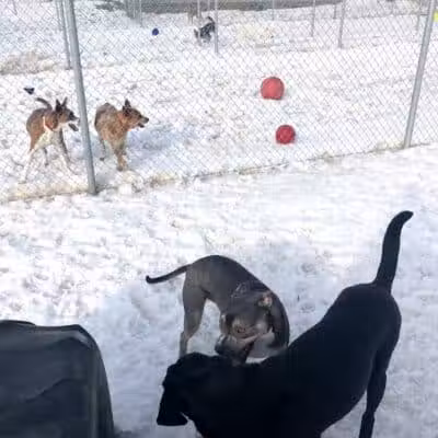 Badger Canyon Dogs - Benton City, WA