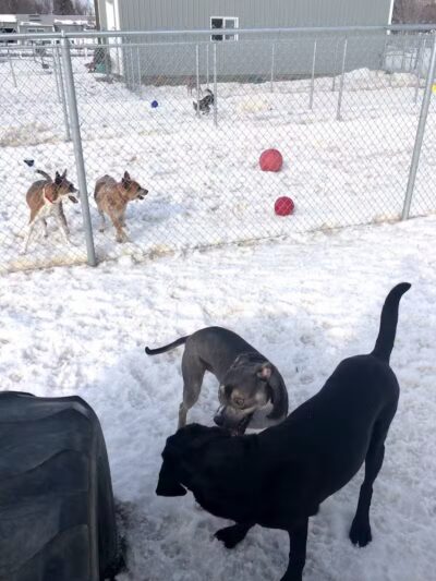 Badger Canyon Dogs - Benton City, WA